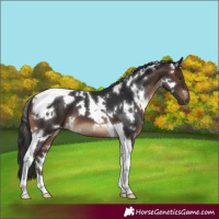 Horse Color:White Spotted Brown Tobiano