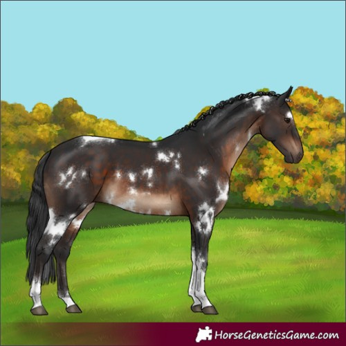 Horse Color:White Spotted Brown Tobiano 