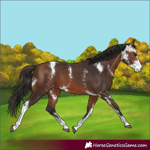 Horse Color:Bay Sabino Varnish