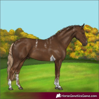 Horse Color:Powder White Chocolate Palomino Tobiano
