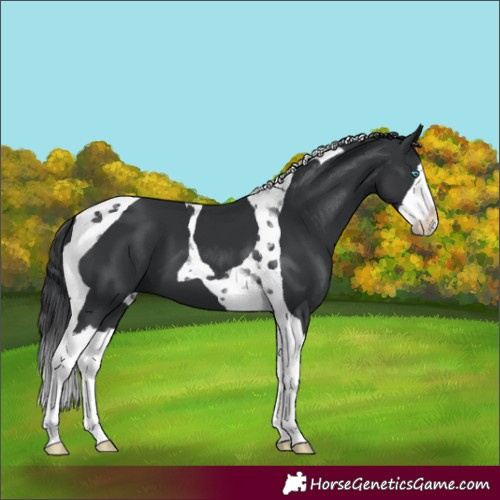 Horse Color:Black Splash Tobiano