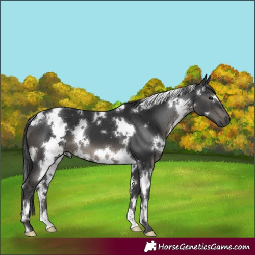 Horse Color:White Spotted Black