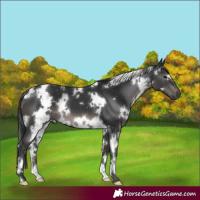 Horse Color:White Spotted Black