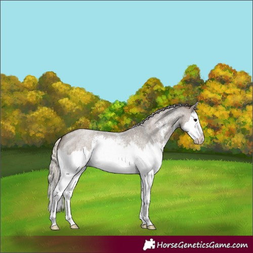 Horse Color:Silver Grullo Roan Sabino Splash 