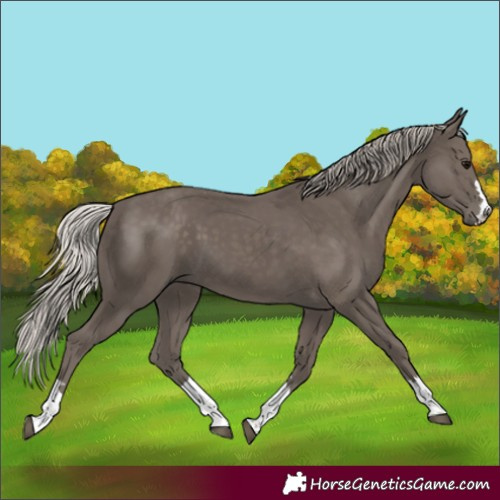 Horse Color:Silver Black