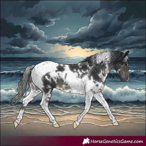 Horse Color:White Spotted Black Tobiano 