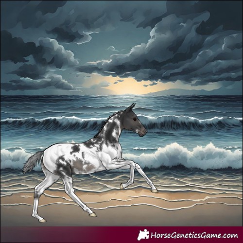 Horse Color:White Spotted Black Tobiano 
