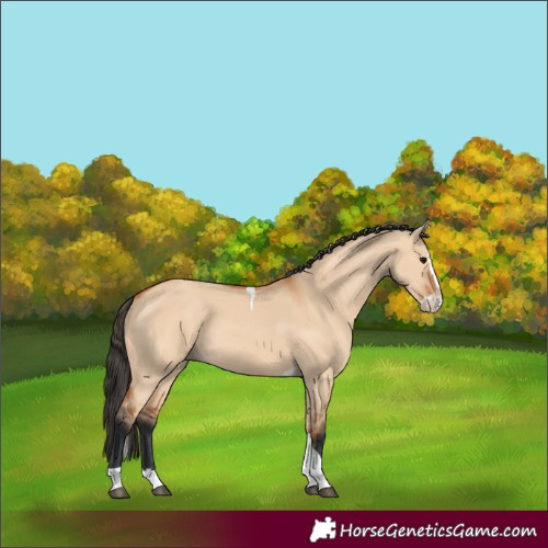 Horse Color:Bay Dun Splash Tobiano