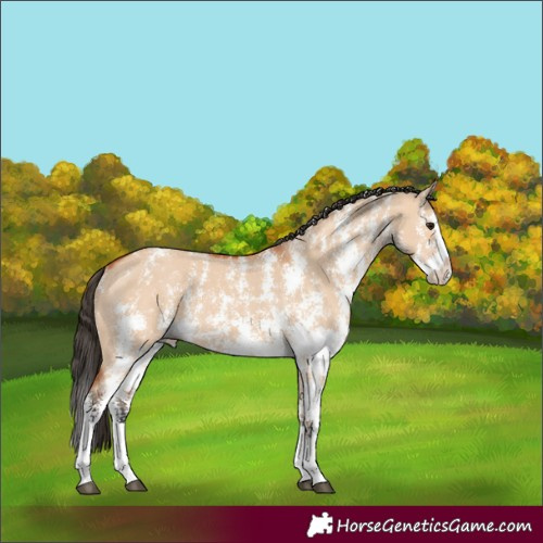 Horse Color:Bay Dun Sabino Splash
