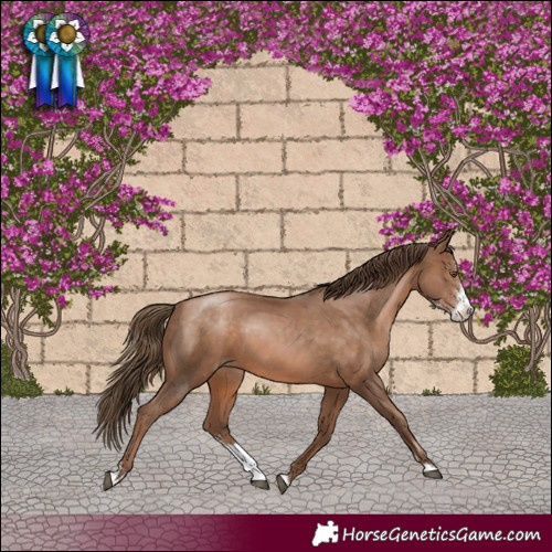 Horse Color:Brown Pearl Sabino 