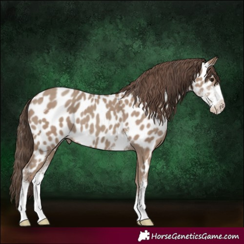 Horse Color:Classic Champagne Sabino Near Leopard