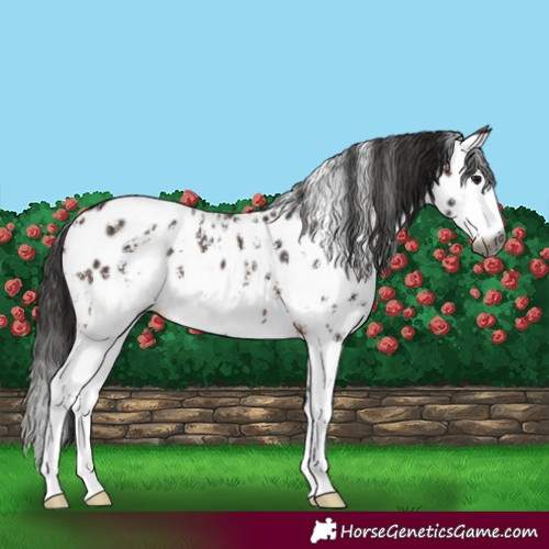Horse Color:Gray Bay Sabino Splash Near Leopard Rabicano