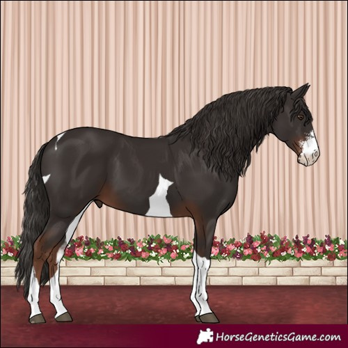 Horse Color:Liver Chestnut Sabino Tobiano