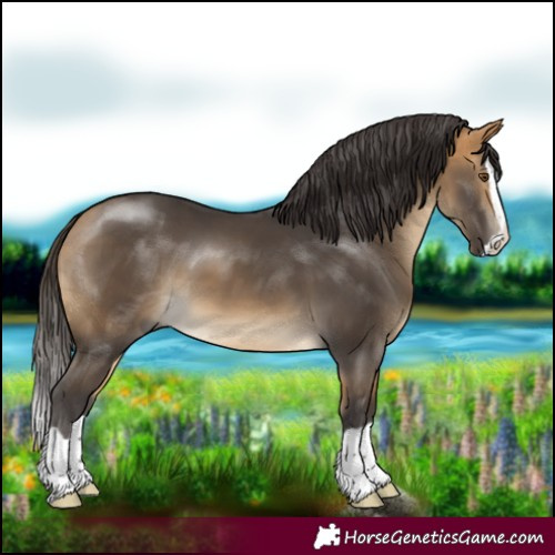 Horse Color:Buckskin Splash