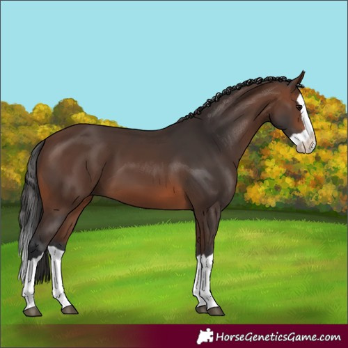 Horse Color:Unknown 