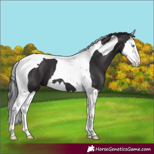Horse Color:Smoky Black Splash Tobiano