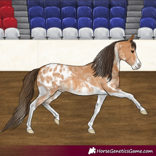 Horse Color:Buckskin Sabino Tobiano Blanket