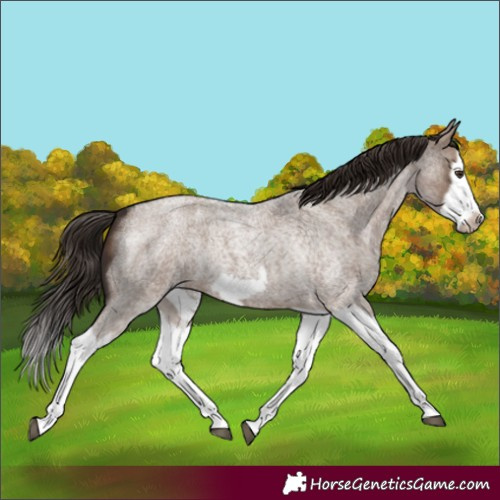 Horse Color:Liver Red Dun Roan Splash Frame Rabicano 