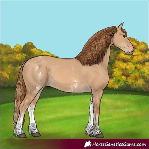 Horse Color:White Spotted Red Dun Rabicano  and White Spotted Red Dun Rabicano 