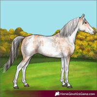 Horse Color:White Spotted Bay Dun Rabicano  and White Spotted Silver Bay Dun Rabicano 