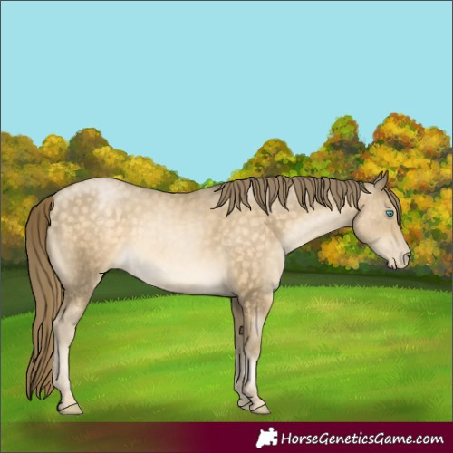 Horse Color:White Spotted Buckskin Pearl 