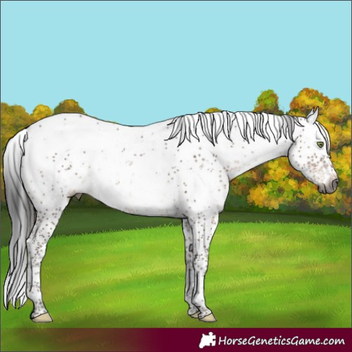 Horse Color:Gray Brown Mushroom Sabino Blanket