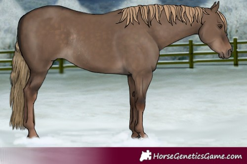 Horse Color:Liver Red Dun Rabicano 
