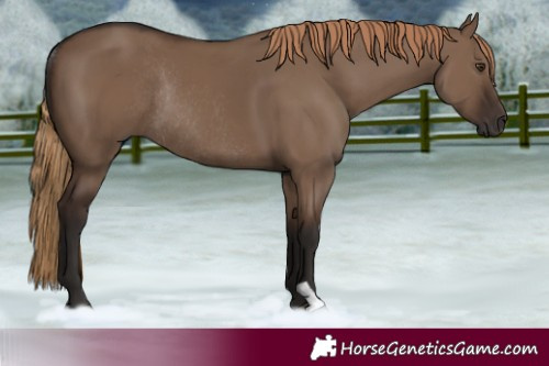 Horse Color:Liver Red Dun Rabicano