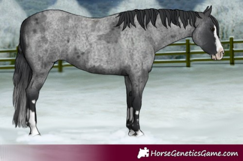 Horse Color:Blue Roan and Blue Roan Splash