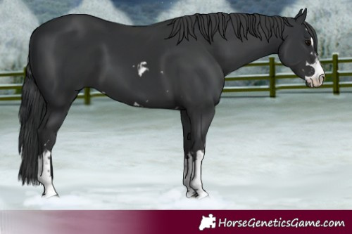 Horse Color:Black and Black