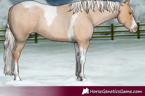 Horse Color:Silver Blue Roan Pearl Tobiano Frame 