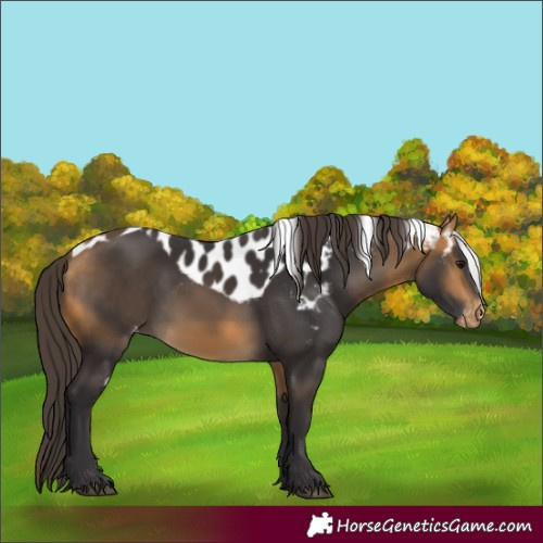 Horse Color:Buckskin Skewed LP Spotted 