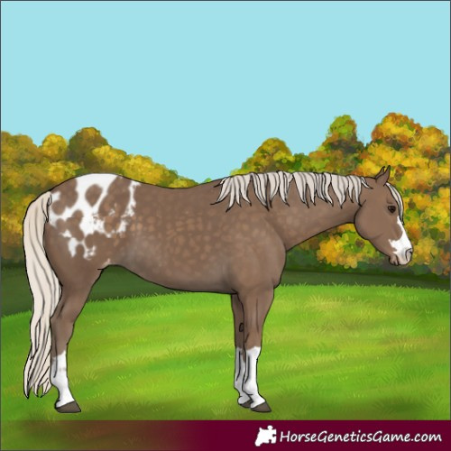 Horse Color:Silver Smoky Black Blanket