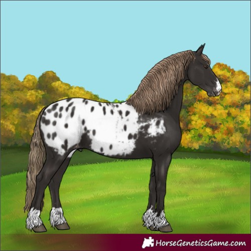 Horse Color:Liver Chestnut Blanket 