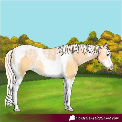 Horse Color:Powder White Palomino Dun Splash Tobiano