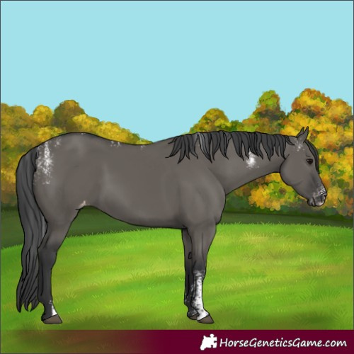 Horse Color:Powder White Grullo Skewed LP Spotted 