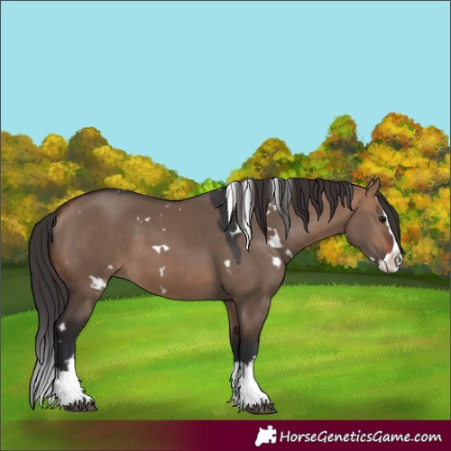 Horse Color:White Spotted Bay Dun Splash