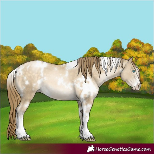 Horse Color:White Spotted Buckskin Pearl Dun Sabino 