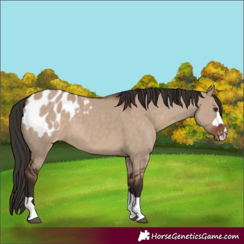 Horse Color:Liver Red Dun Blanket 