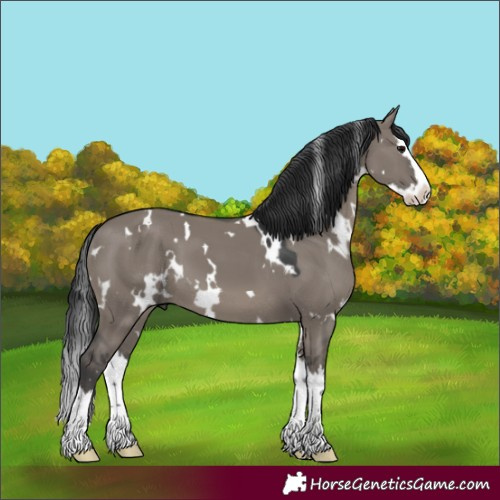 Horse Color:White Spotted Grullo Splash 