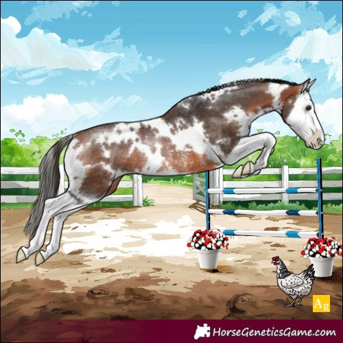 Horse Color:White Spotted Bay Splash Rabicano 