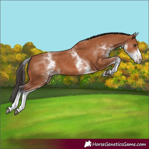 Horse Color:White Spotted Bay 