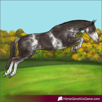 Horse Color:White Spotted Liver Chestnut 