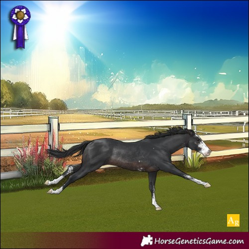 Horse Color:Brown Sabino Rabicano 