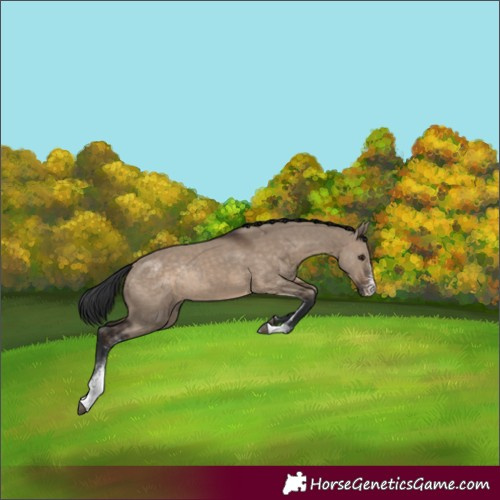 Horse Color:Brown Dun Sabino Rabicano 