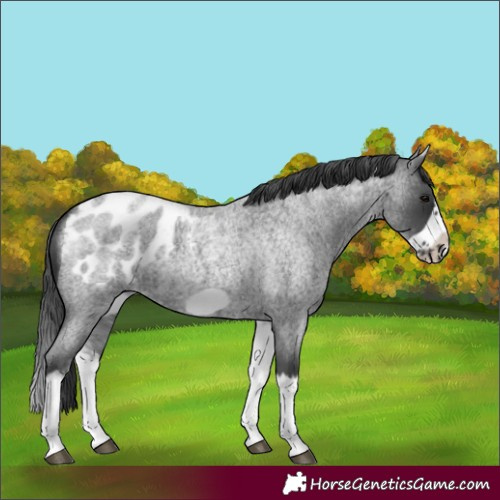 Horse Color:White Spotted Blue Roan Splash Frame Blanket