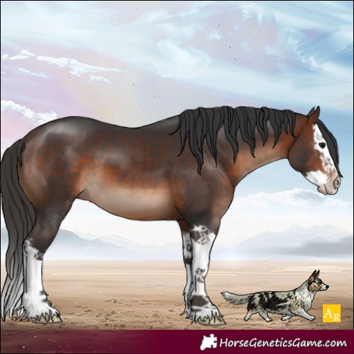 Horse Color:Brown Sabino Splash