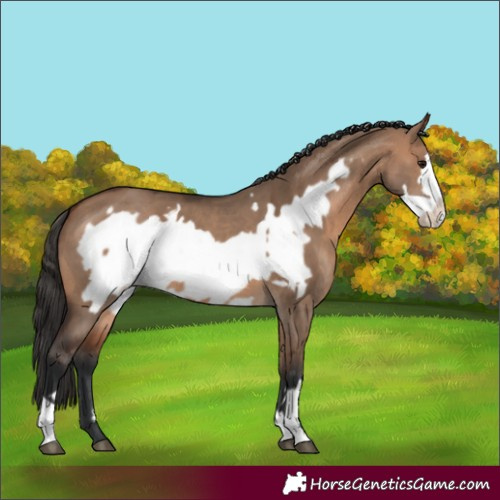 Horse Color:Brown Dun Frame and Brown Dun Frame