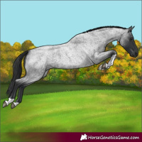 Horse Color:Blue Roan Tobiano