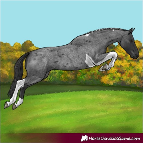 Horse Color:Unknown 